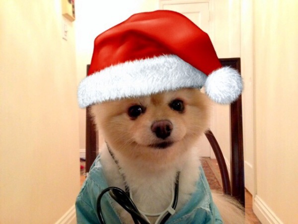 Merry Christmas From Dr. Harp Seal 