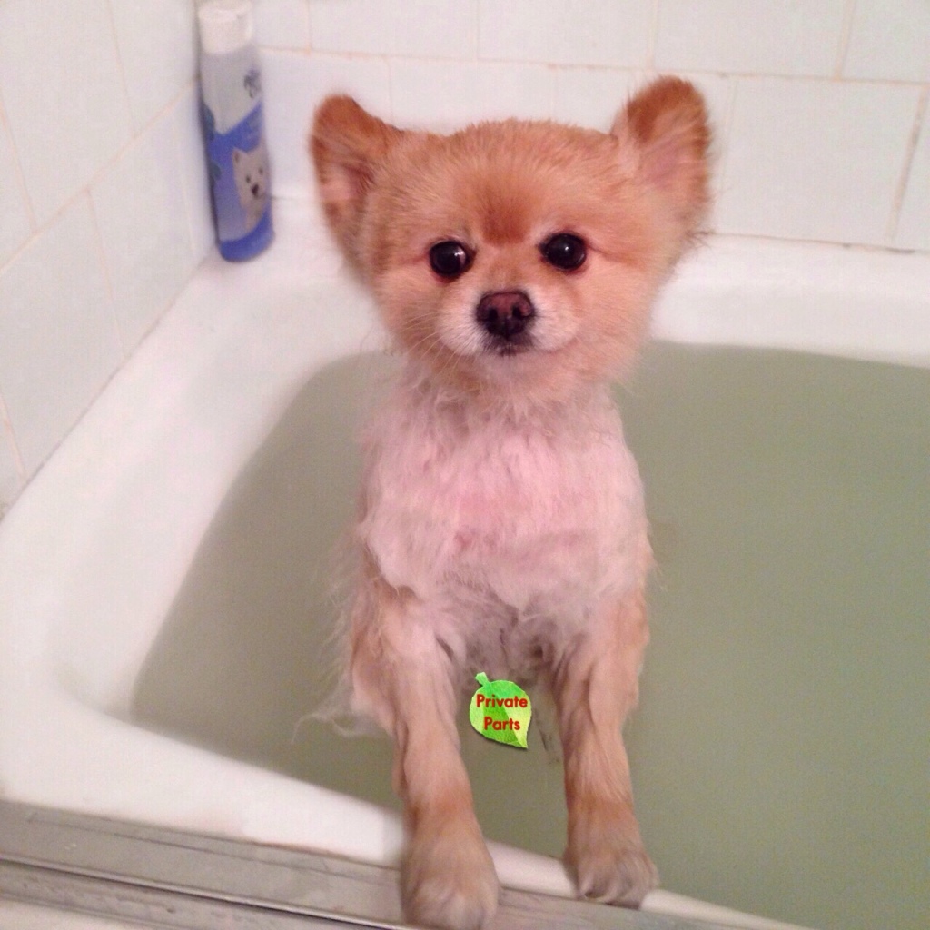 Bath Time for Sammy