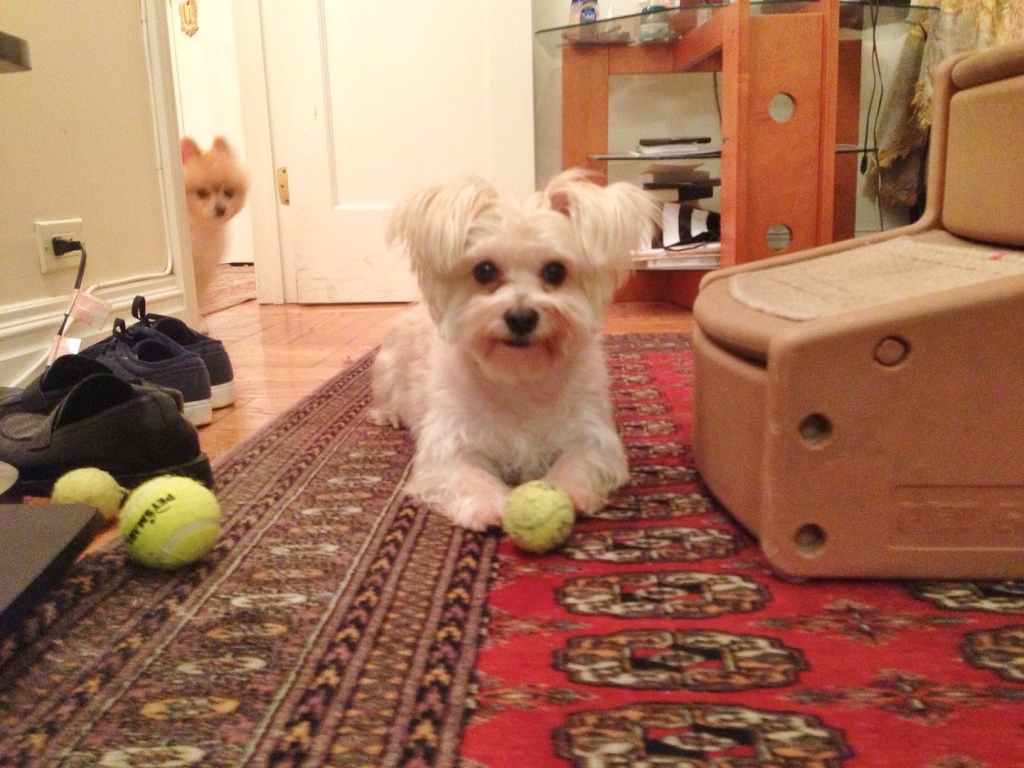 Henry is guarding his tennis ball