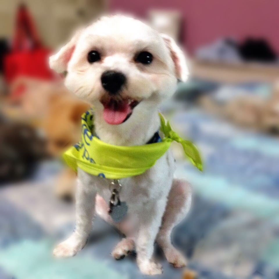 Patreeko and his new haircut