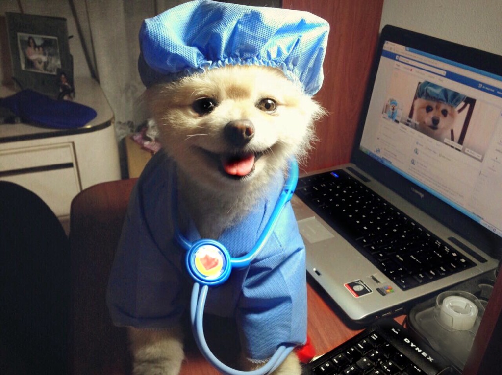 Dr. Harp Seal, practical tool for happiness
