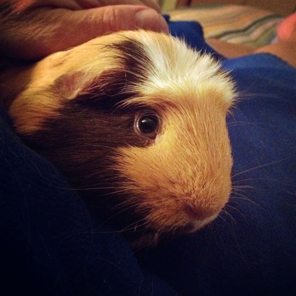 Charlie the Guinea Pig