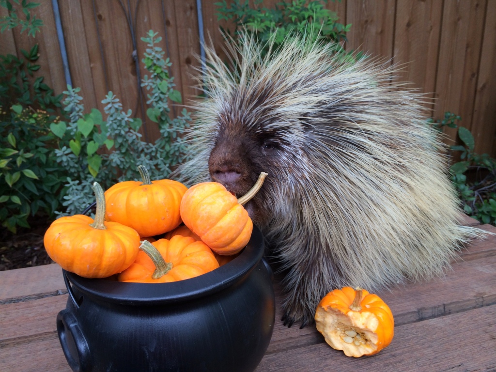 Teddy eating pumpkins 