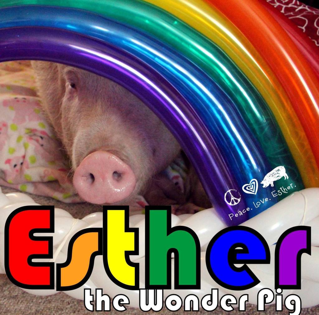Esther the Wonder Pig 