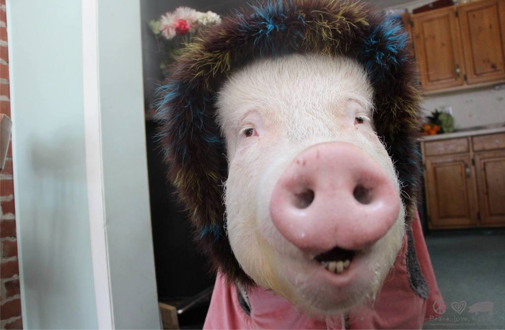 Esther the Wonder Pig