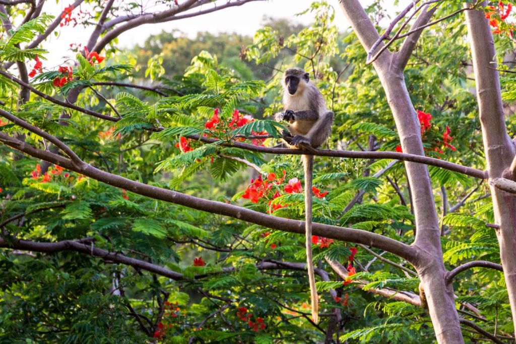 barbados-green-monkey