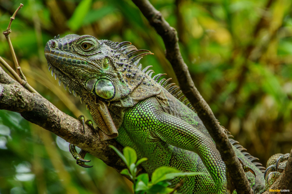 Costa Rica 