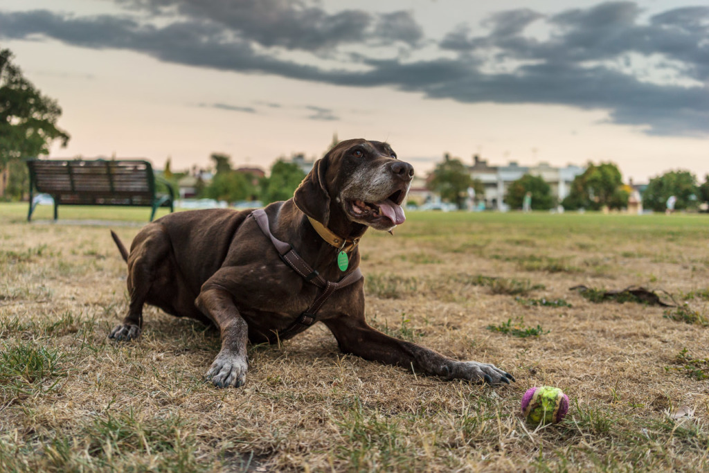 digit-house-sit-melbourne