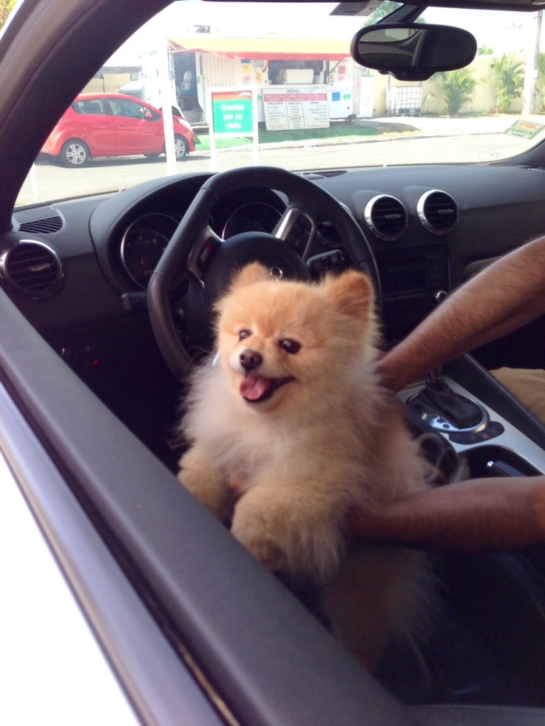 Sammy can drive a car