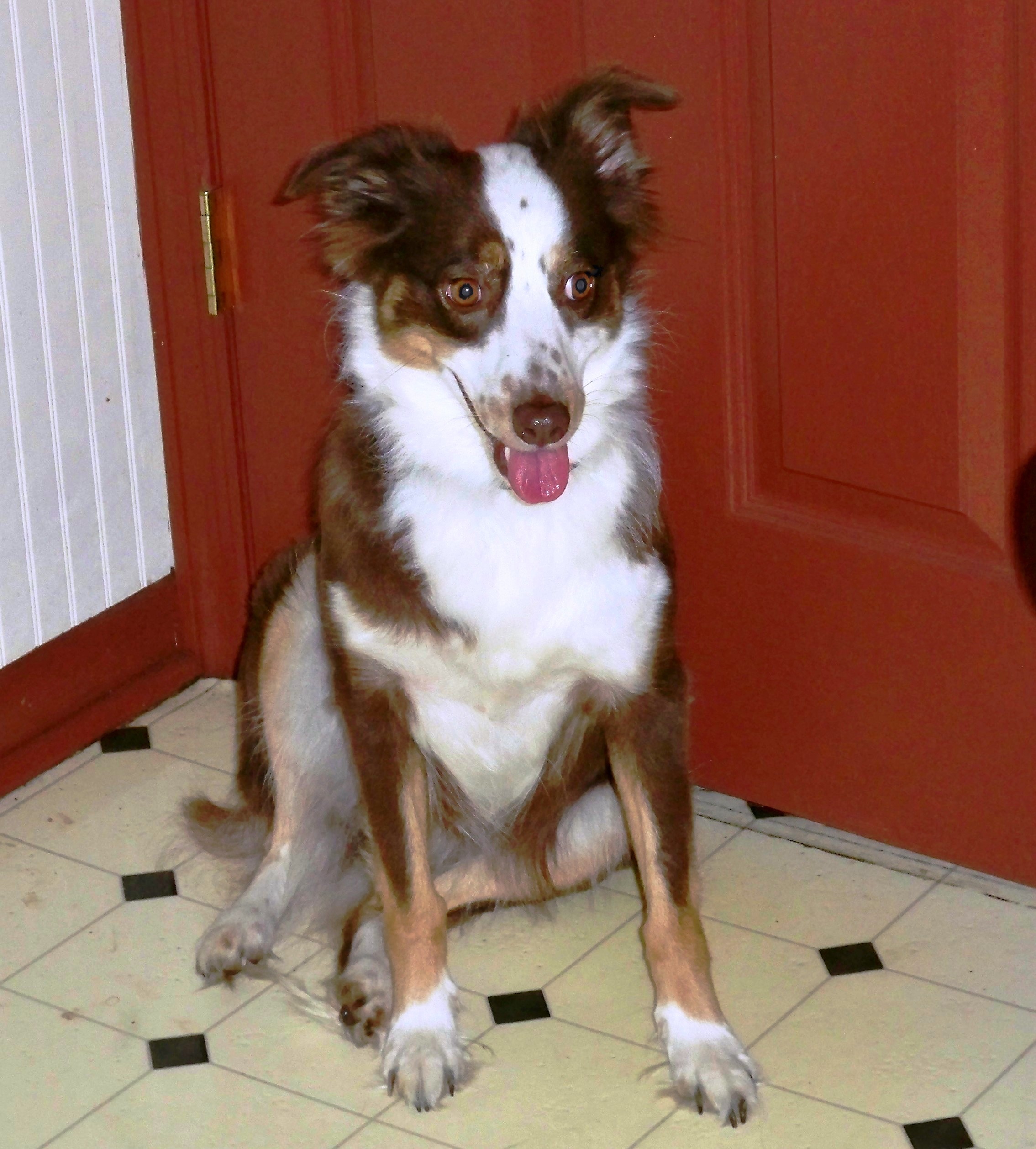 Pippin leads us out tonight