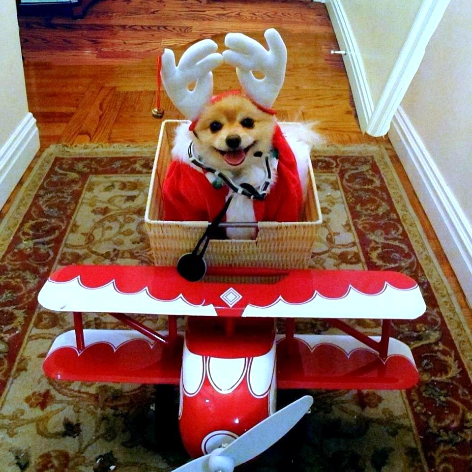 Sammy is a Part Time Christmas Reindeer