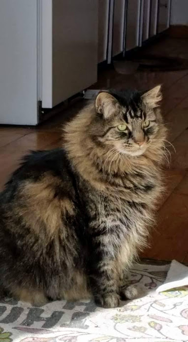 Mr. Man, the Cat