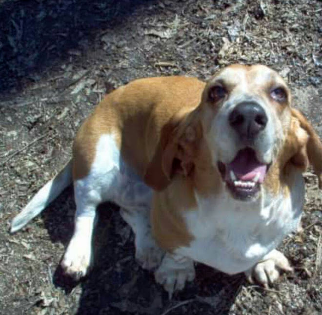 Redbird was my Heart Hound