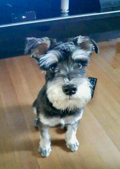 Remy is a miracle