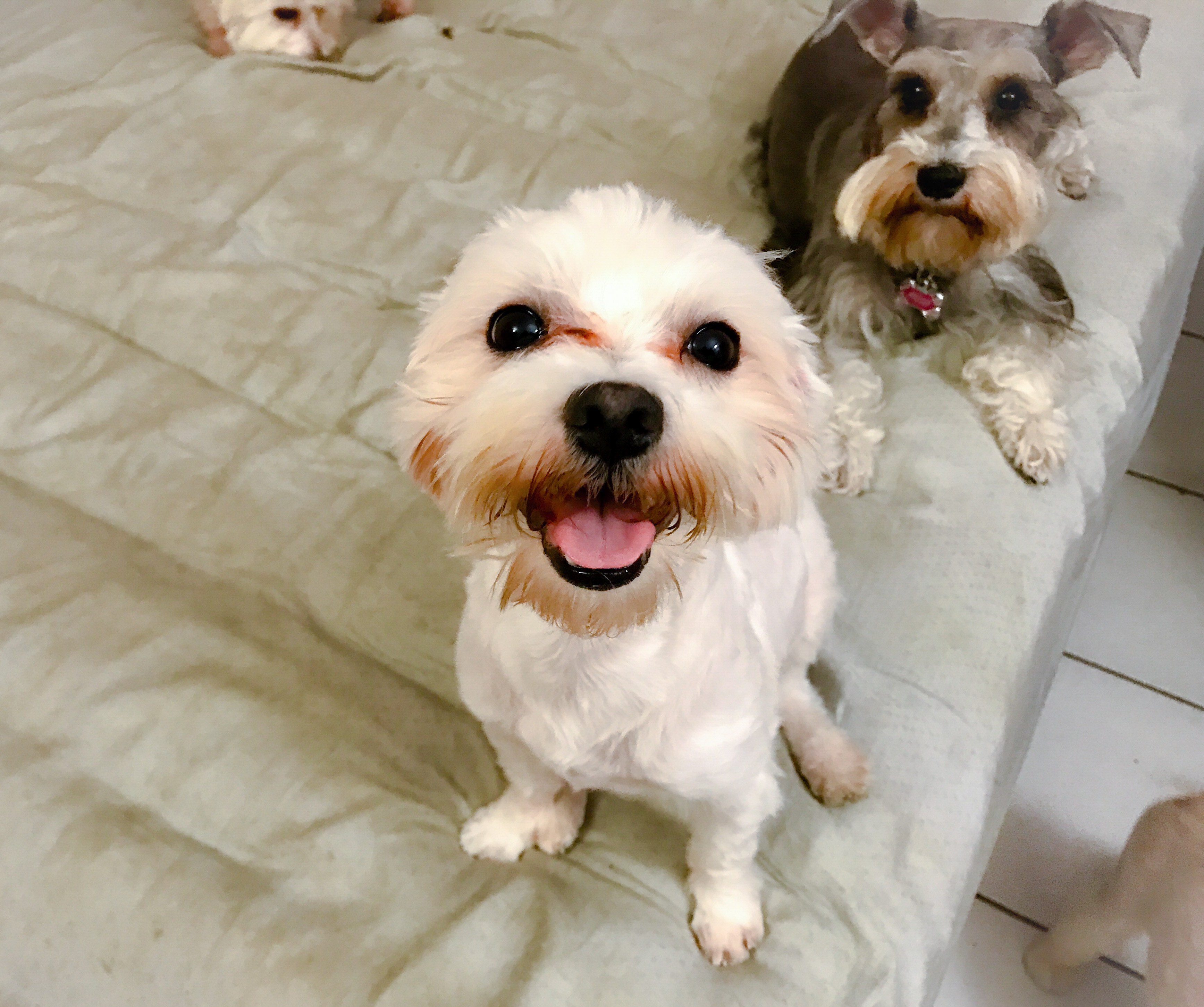 Poppy Rocky Tuesday on March 21st, 2017