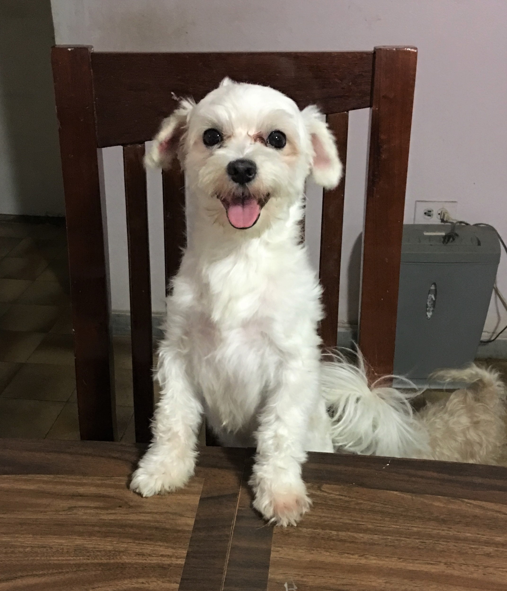 Poppy Rocky Tuesday on April 4th, 2017