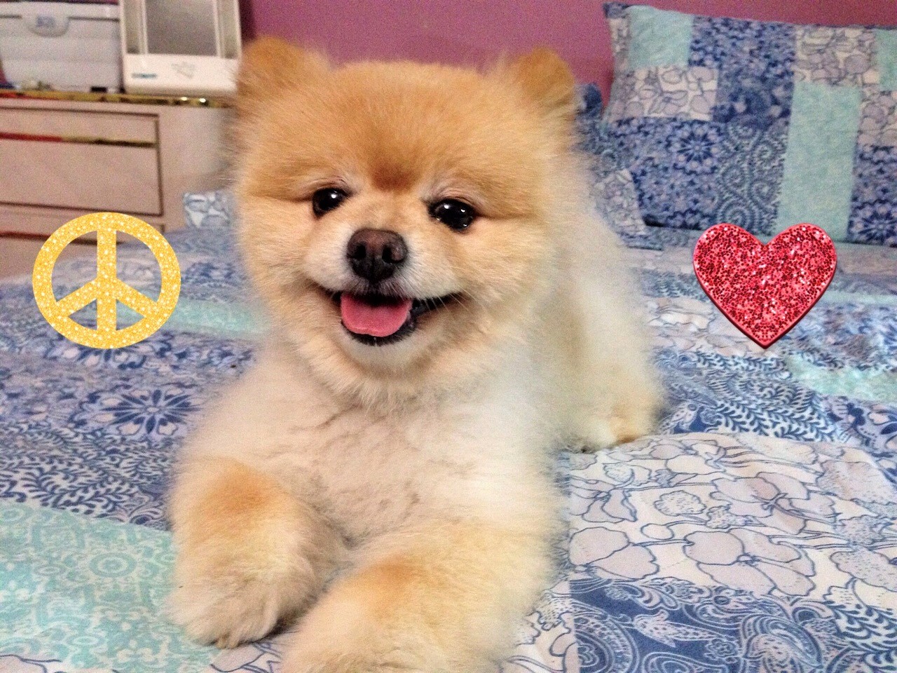 Poppy Rocky Lucky Tuesday on August 15th, 2017