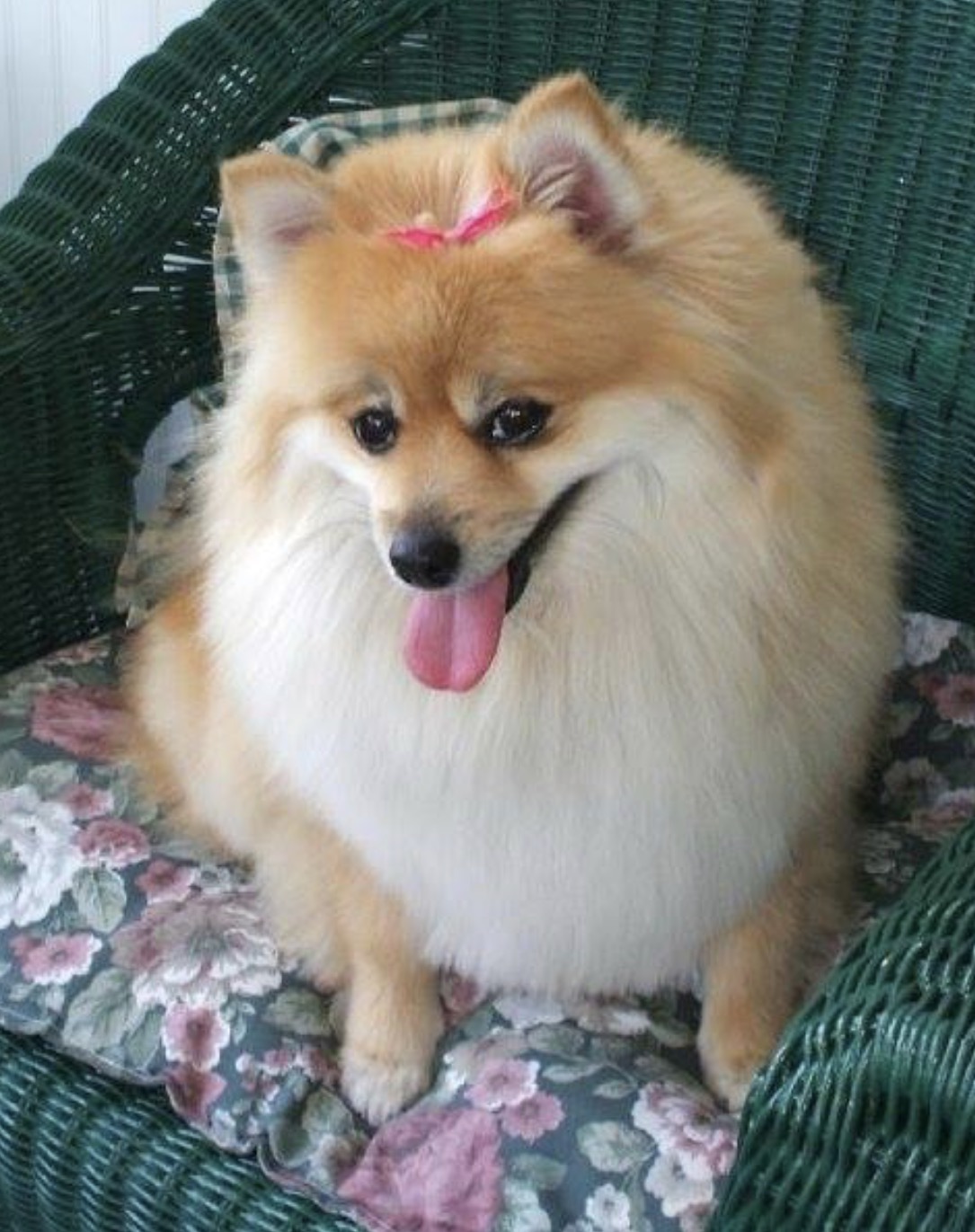 Rest in Peace Punkin Marie
