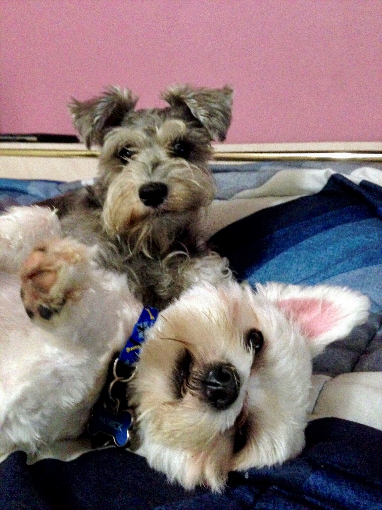 Poppy Rocky Lucky Tuesday on December 12th, 2017