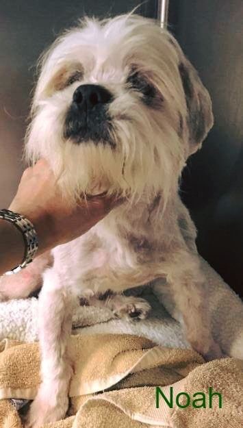 Muffin's Halo for Noah