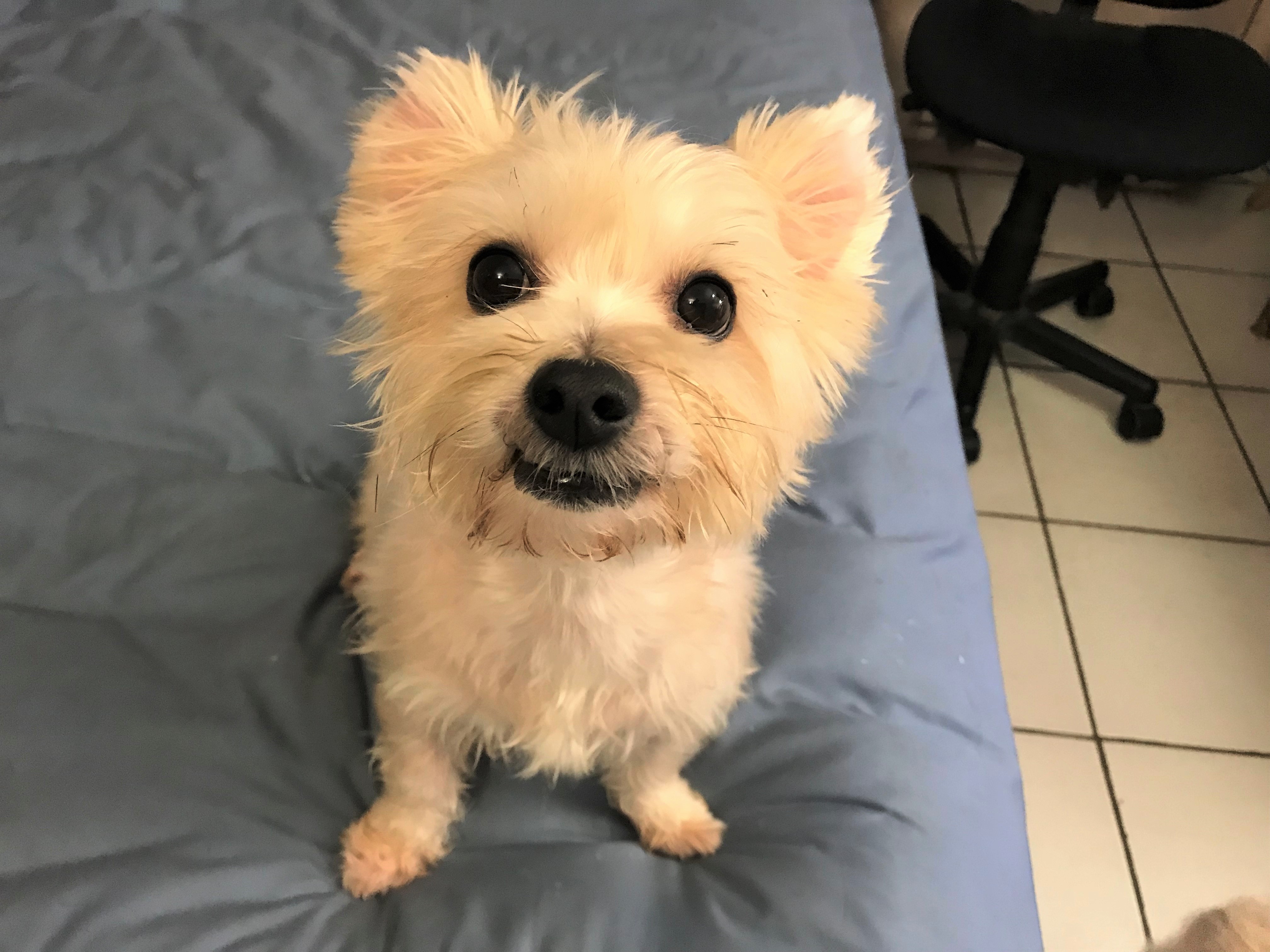 Poppy Rocky Lucky Tuesday on January 9th, 2018